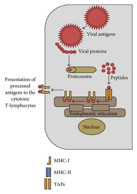 The endogenous and exogenous pathways of viral antigen entry into host ...