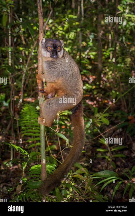 Lemur of Madagascar Stock Photo - Alamy