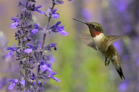 Fuschia Flower With Hummingbird