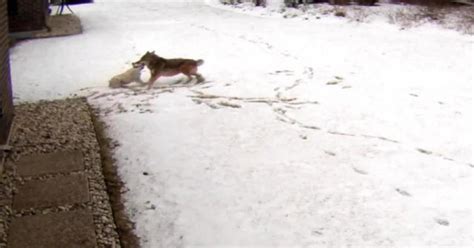 Coyote attacks family's dog in Illinois - CBS News