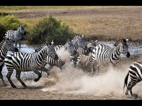 Wild Animals: Lion Chases Zebras - YouTube