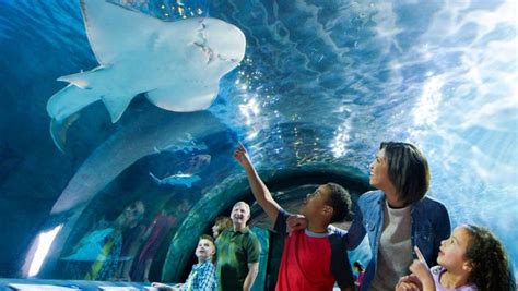 The Newport Aquarium reopens Monday. Here's what to expect