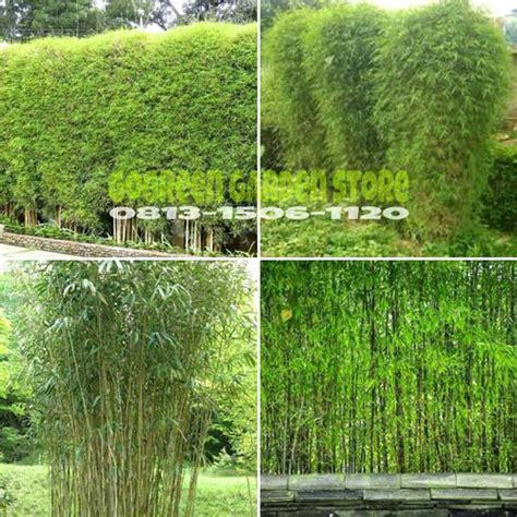 Jual Tanaman hias - Pohon bambu jepang hijau - Kab. Bogor - gogreen ...