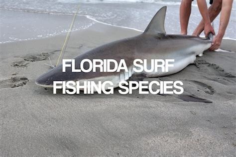 Florida Surf Fishing Species and How To Catch Them