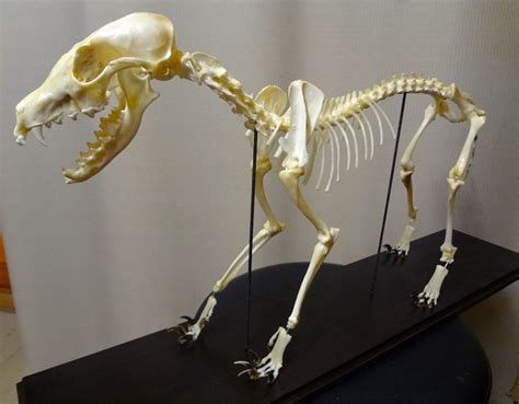 Red Fox fully articulated skeleton - Vulpes vulpes - - Catawiki