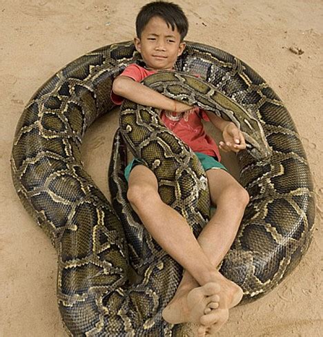 Snakes: Burmese Python