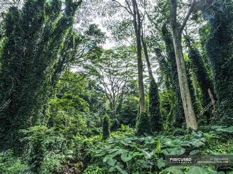 Lush vegetation in a rainforest in Hawaii; Oahu, Hawaii, United States ...