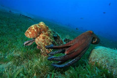 Octopus Courtship And Mating Stock Image - Image of animal, beauty ...