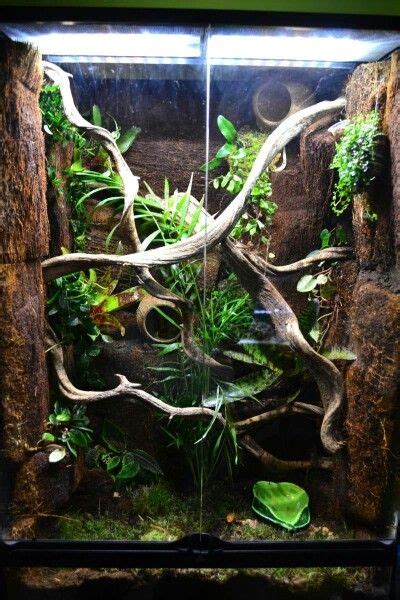 Crested Gecko Terrarium