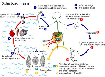 Parasite Life Cycles, Common Types & Examples | Study.com