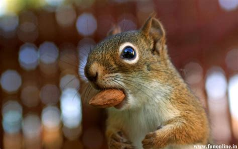 🔥 [50+] Baby Squirrel Wallpapers | WallpaperSafari