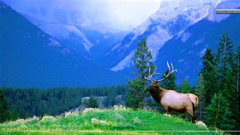 Elk Desktop Wallpapers - Top Free Elk Desktop Backgrounds - WallpaperAccess