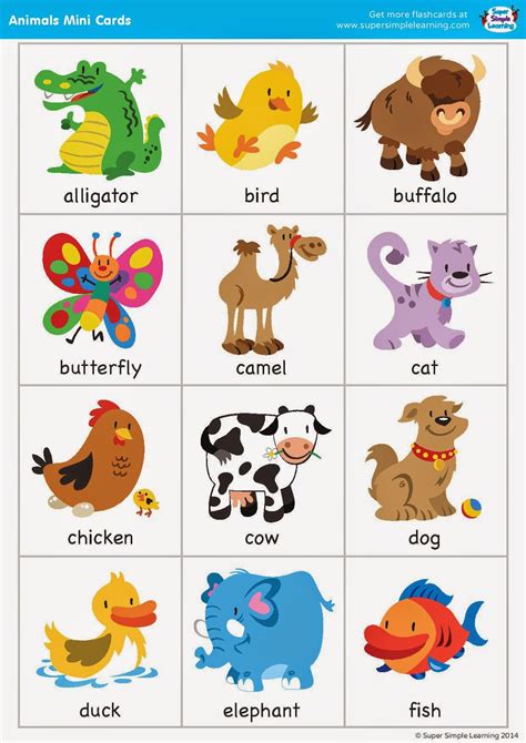 Animal Flash Cards