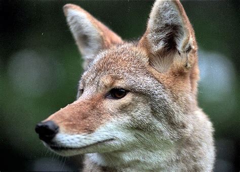 Wolf in Coyote's Clothing: A new genetic study adds fuel to the hybrid debate - syracuse.com