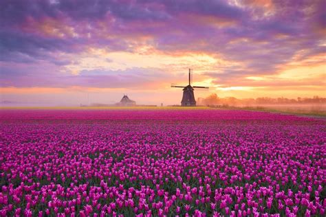 Tulip Fields, Netherlands - Scenic Hunter