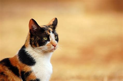 Tricolored calico cat HD wallpaper | Wallpaper Flare | Cat wallpaper, Tabby cat, Cats