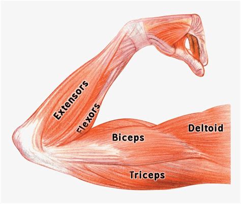 Bicep Muscles Anatomy