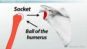 Bones of the Shoulder: Anatomy and Functions - Lesson | Study.com