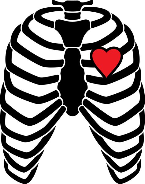 Skeleton Rib Cage Human Heart Drawing Anatomy Art Hum - vrogue.co
