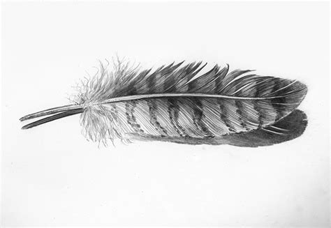 Hawk Feather Drawing at PaintingValley.com | Explore collection of Hawk Feather Drawing