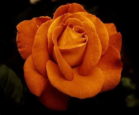 flower, rose, blossom, bloom, orange, garden, nature, background, texture | Pikist