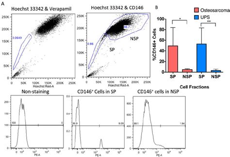 CD146 expression is enriched on the surface of SP cells in human UPS... | Download Scientific ...