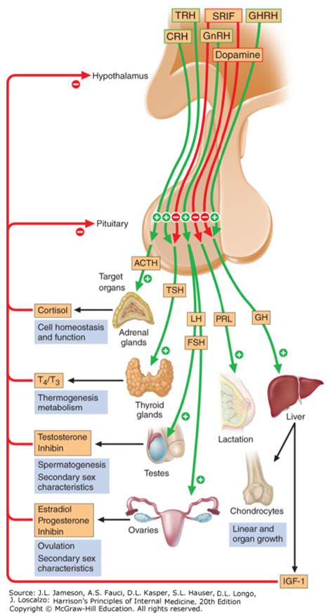 55. Disorders of the hypothalamo-pituitary system. Pituitary insufficiency – greek.doctor