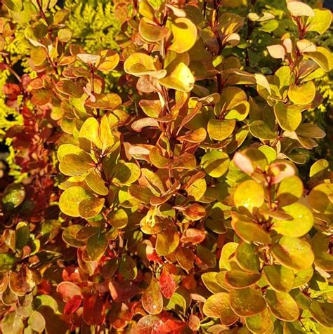 Berberis thunbergii 'Golden Rocket' | Farmyard Nurseries