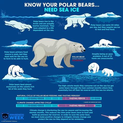 polar bear life cycle pictures - Jeremy Vela