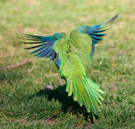 Cotorra argentina (Myiopsitta monachus) - Aves exóticas