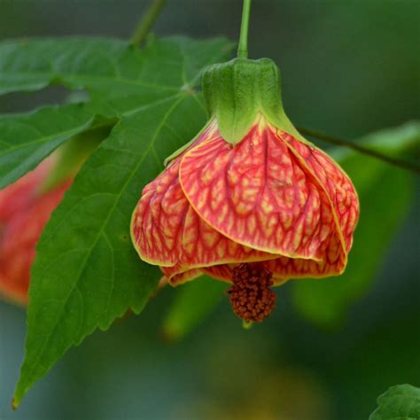 Abutilon Hybridum Var Variegated- Flowering Maple - Buy Plants Online ...