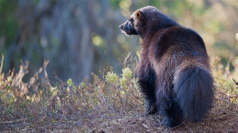 Wolverine Fact Sheet | Blog | Nature | PBS