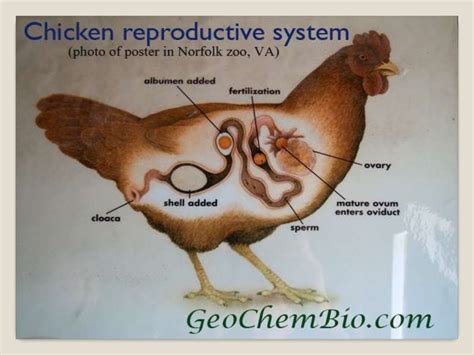 Reproductive system of hen