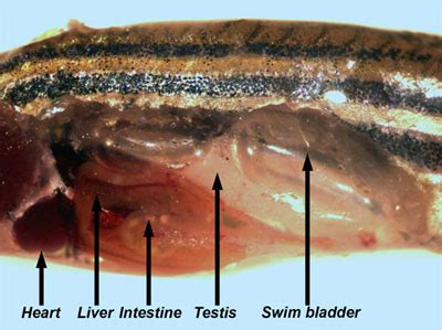 Dissection of Organs from the Adult Zebrafish (Scientific Article ...