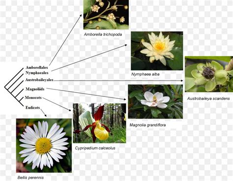 Phylogenetic Tree Synapomorphy Amborella Symplesiomorphy Phylogenetic ...