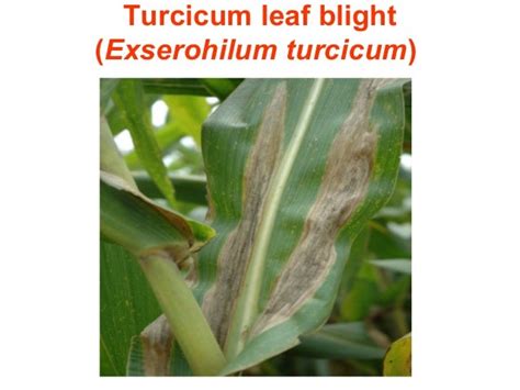 Integrated disease management Maize diseases