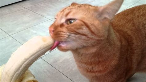 Mao the Cat eating a banana - YouTube