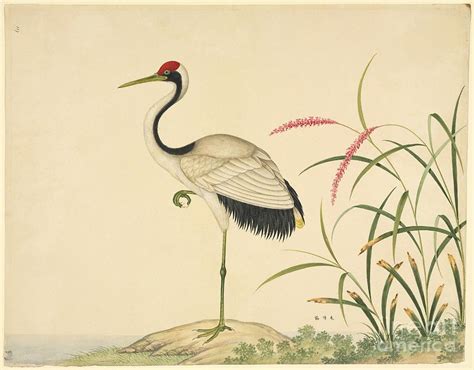 Red-crowned Crane, 19th Century Photograph by Natural History Museum, London