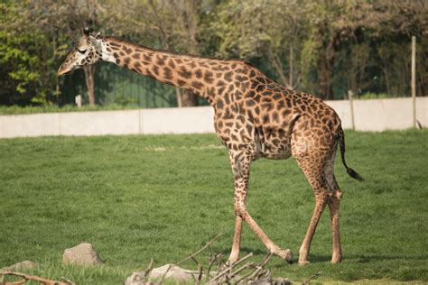 Toledo Zoo Animal Photo Gallery | Toledo Zoo