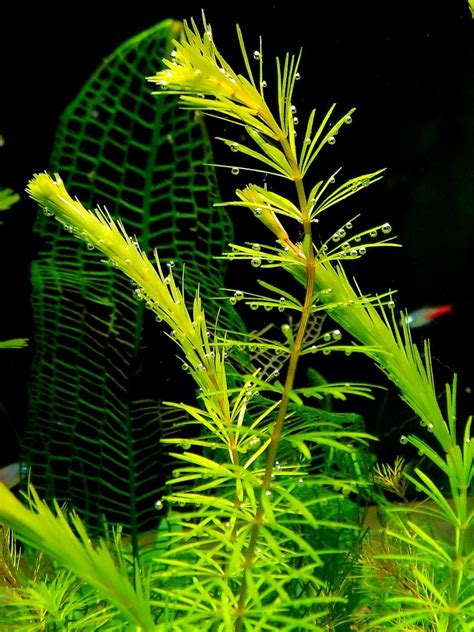 +150 Freshwater Aquarium Plants | Placement & Pictures