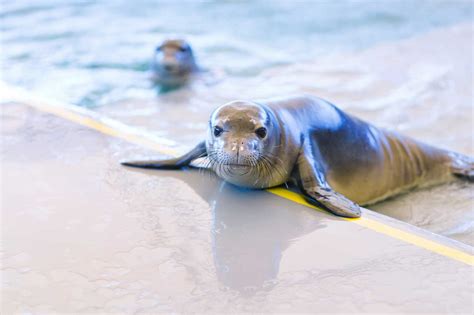 Hawaiian Monk Seal Conservation | The Marine Mammal Center