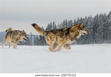 8,148 Wolf Running Snow Images, Stock Photos & Vectors | Shutterstock