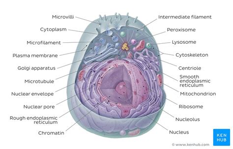 Learn the parts of a cell with diagrams and cell quizzes | Kenhub