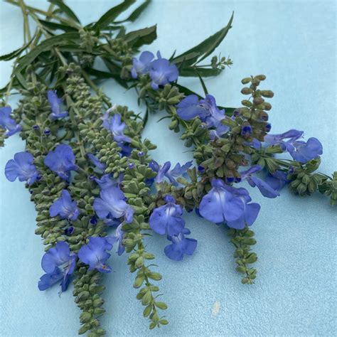 Blue Sage Seeds – Hudson Valley Seed Company