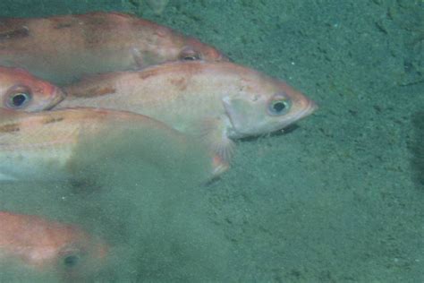 Pacific Ocean Perch | NOAA Fisheries