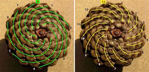 Fabulous Fibonacci | Fibonacci, Fibonacci spiral nature, Fibonacci sequence