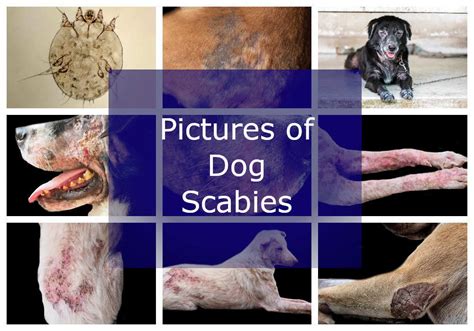 Can Humans Get Scabies From Dogs