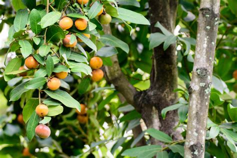 Tendu Fruit in Hindi | तेंदू फल के फायदे व नुकसान | Tendu ka Ped