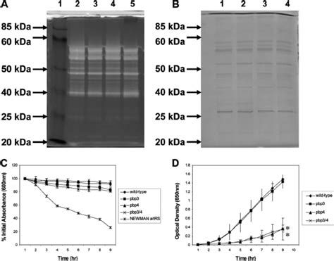 Zymogram analysis and autolysis assays of pbp4 mutants with 1% Triton ...