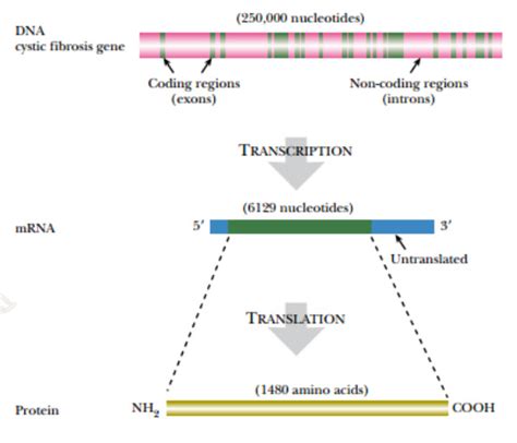 Cystic fibrosis| Gene Therapy| Adenovirus|